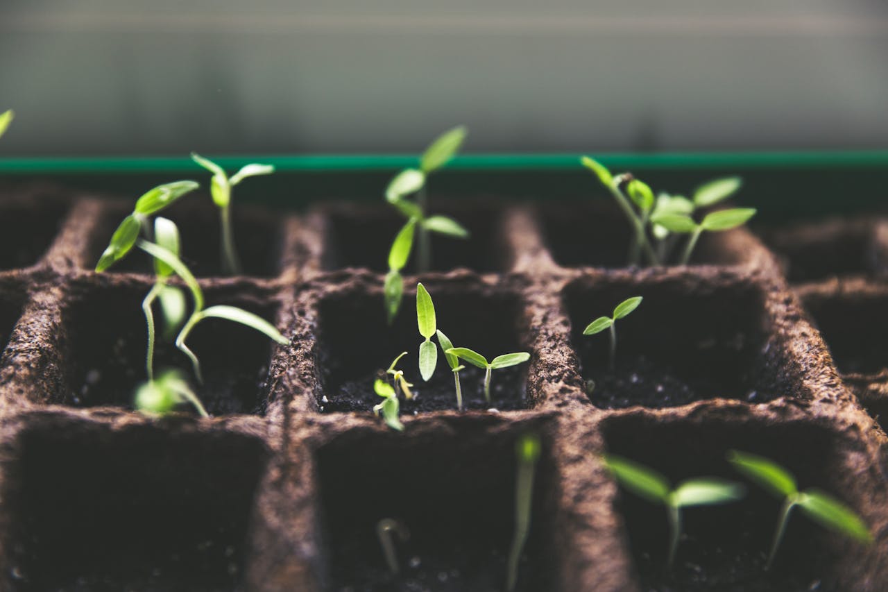 our-journey-02 Close-up of green sprouts emerging from soil in seed trays, symbolizing growth and vitality.