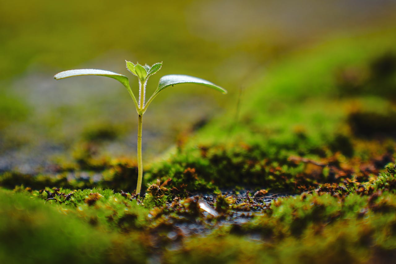 our-journey-01 A young seedling emerges from moss, symbolizing growth and renewal in nature.