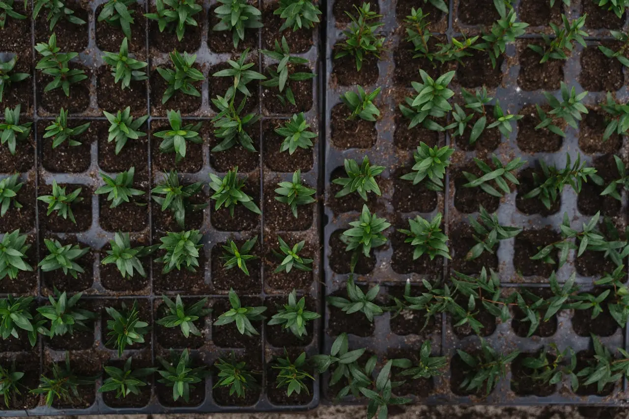 services-03 Top view of vibrant green seedlings arranged in nursery trays, ready for planting.