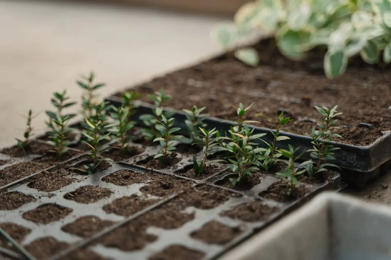 services-02 Young seedlings sprouting in soil trays, ideal for horticulture and gardening themes.