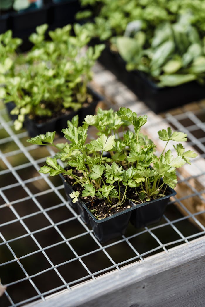 experience-img Fresh parsley plants growing in a garden tray with lush green leaves and a natural setting.