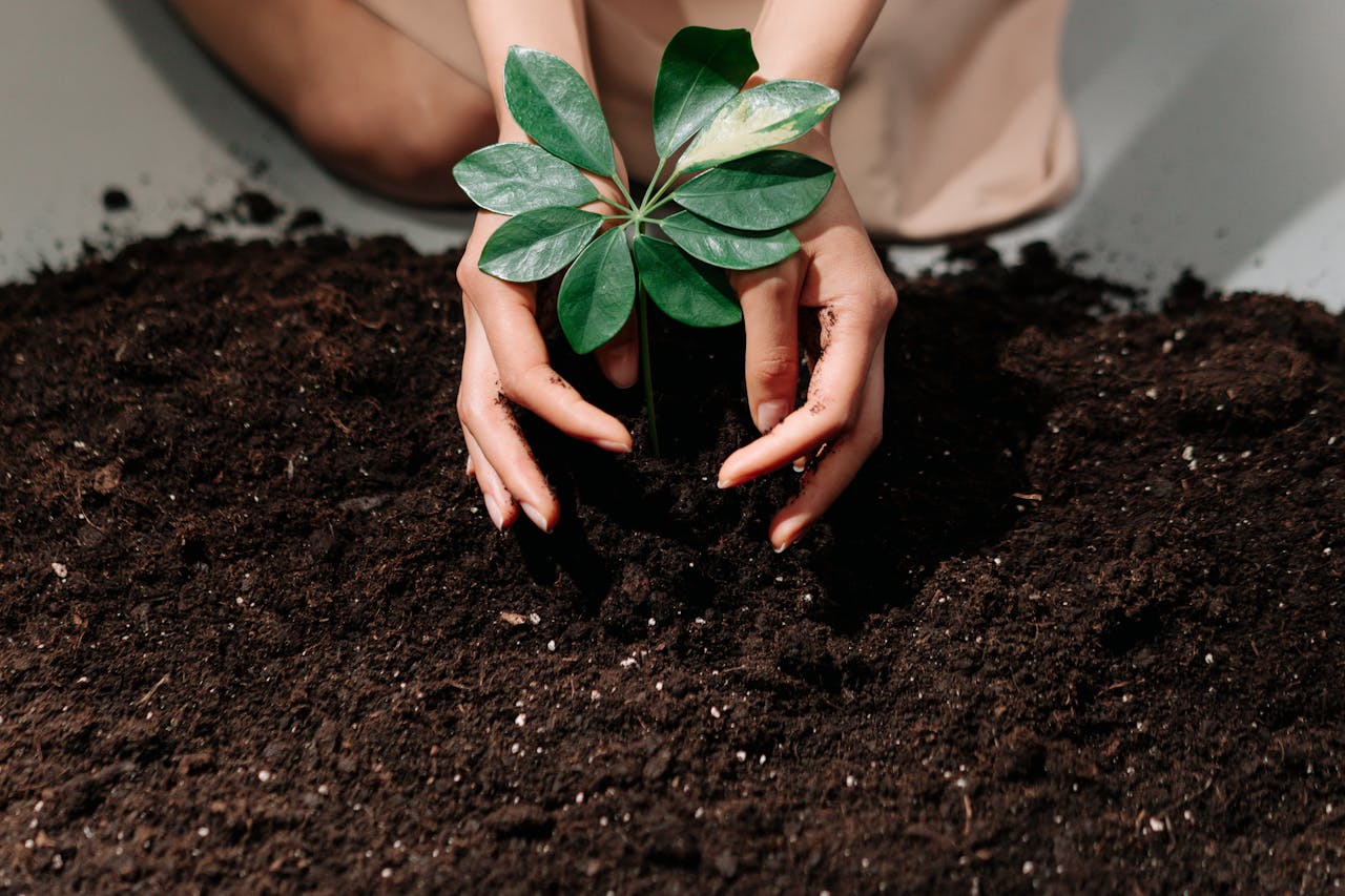 our-journey-03 Hands gently planting a young sprout in fresh soil, symbolizing growth and care.